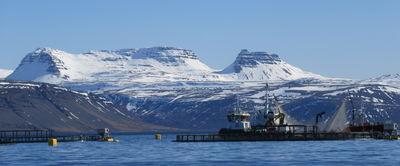 Fiskeldi í Arnarfirði