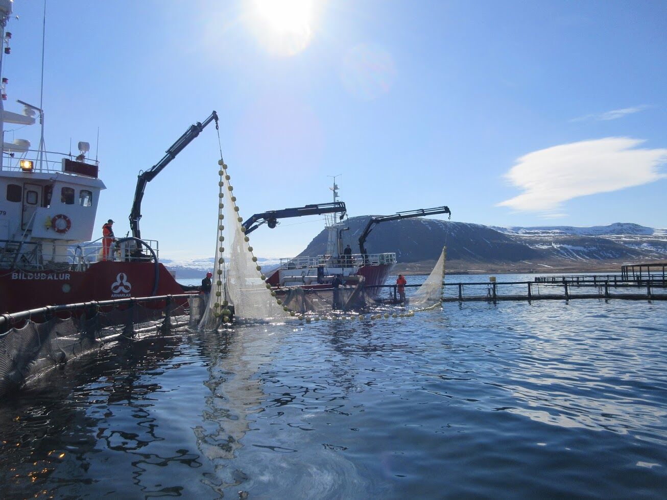 Fiskeldi í Arnarfirði