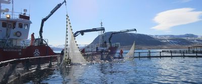 Fiskeldi í Arnarfirði