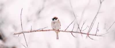 Fugl. Mynd: Christian Søgaard, Unsplash