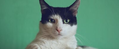 Köttur. Mynd: Manja Vitolic: Unsplash